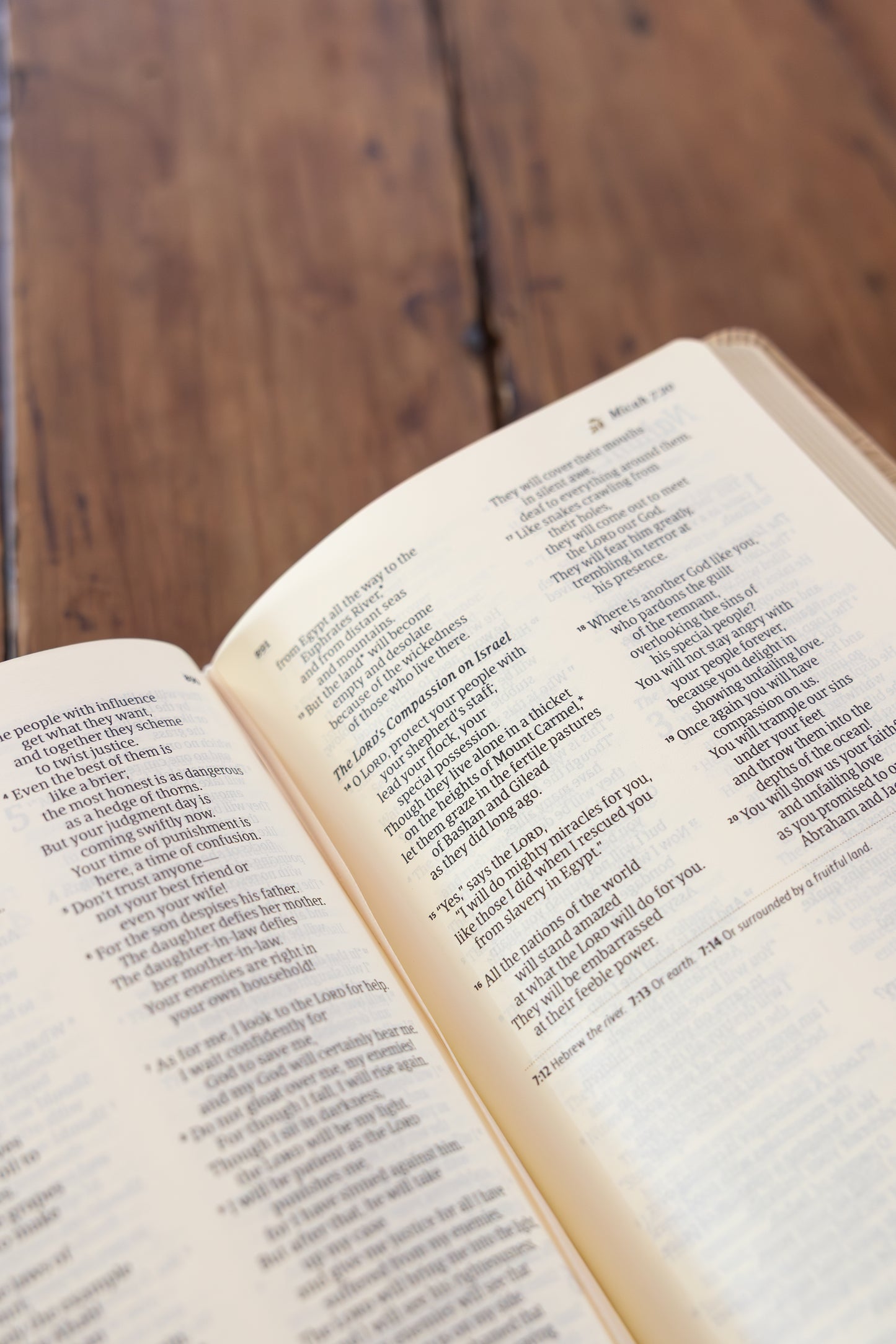 NLT Compact Bible, Sonora Theme