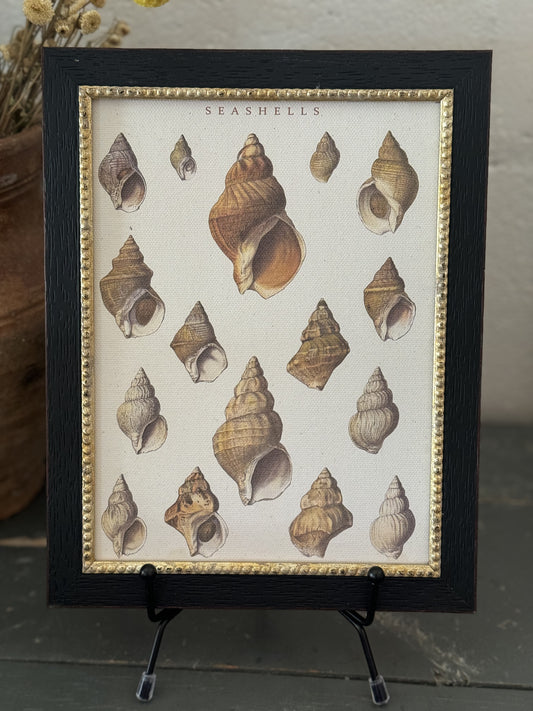 Seashells Conch Art